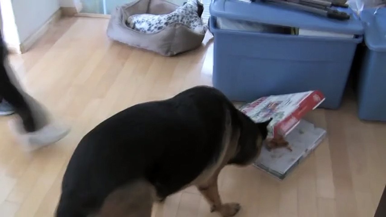 Dog Secrets Revealed