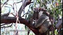 Australie , à la découverte du sanctuaire des koalas