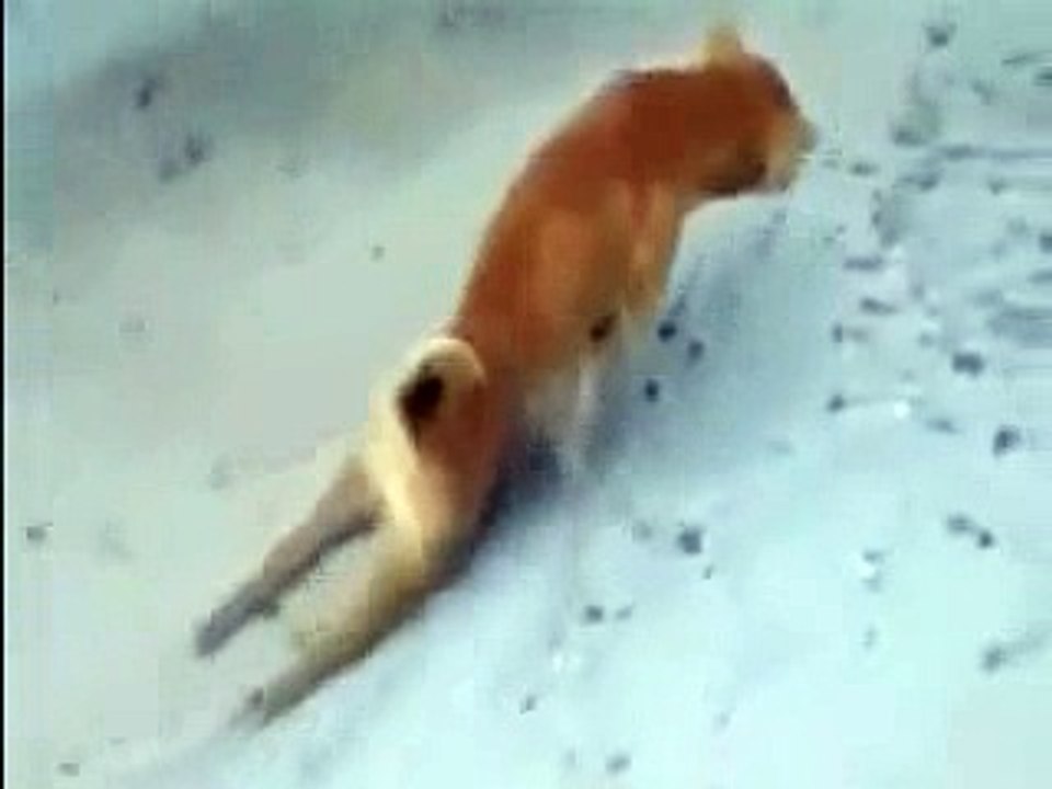 funnycatfunnydrama