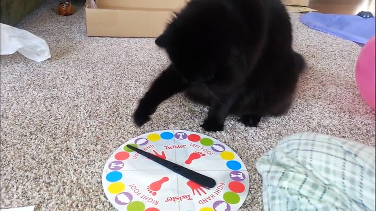 Cat is the Twister master