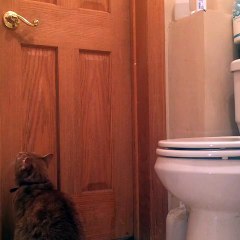 Cat learns how to open door with ease