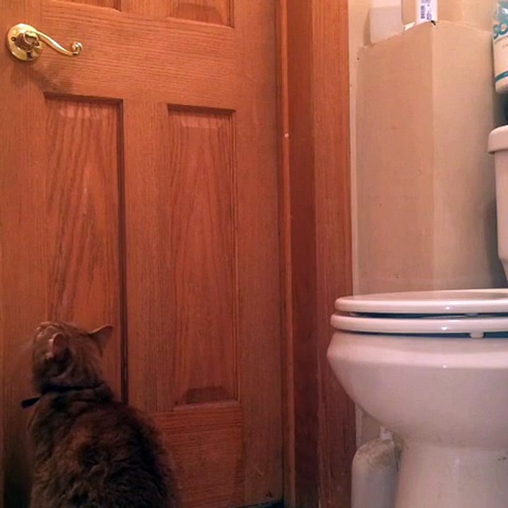 Cat learns how to open door with ease