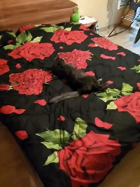 Cat welcomes owner home in unique fashion