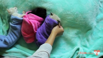 Siamese kittens are swaddled purritos