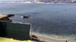 Large Shark in La Jolla 5-29-15 Cove