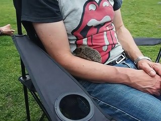 Baby Hedgehog