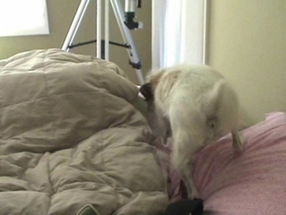 Toby terrorizes