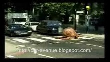 Big Snail