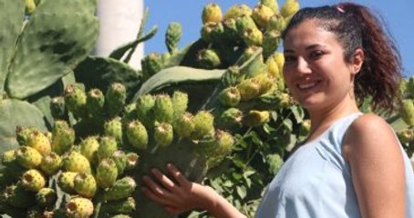 Dikenli İncir Geçim Kaynağı Oldu