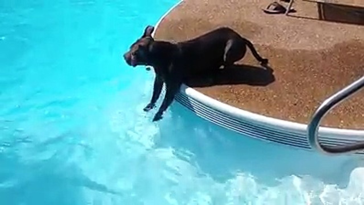 A Contatto Con L'acqua Per La Prima Volta: L'approccio Di Questo Pit Bull è Decisamente... Personale