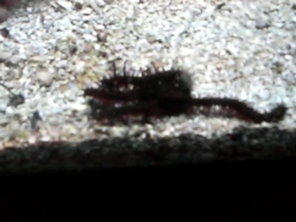 Seastar