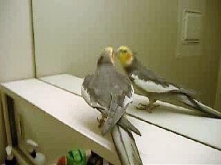 Chikorita the Cockatiel Singing into Mirror #2 June 26 2008