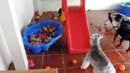 This puppy loves the ball pit so much!