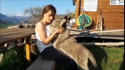 Download Video: Le truc le plus mignon du jour : bébé ane adorable