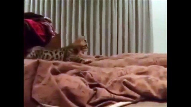 Ce chat bengale à l'air de chasser mais il veut juste réveiller son maitre