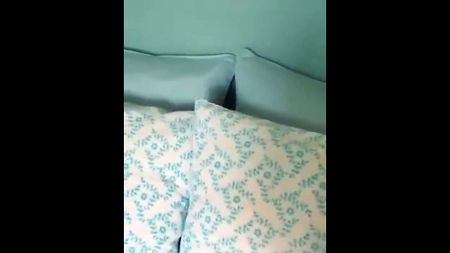 Ce chat joue à cache cache dans les coussin... Trop chou