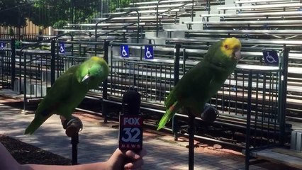 Cette journaliste tend le micro à 2 perroquets... Leur réaction est impressionnante !