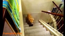 Funny Dog Videos - Funny Cat Videos - Funny Naughty Dog - The Best Funny Dog and Cat 2015 #2