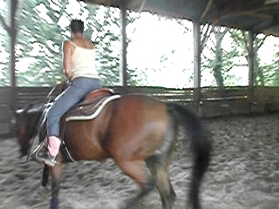 quater horse