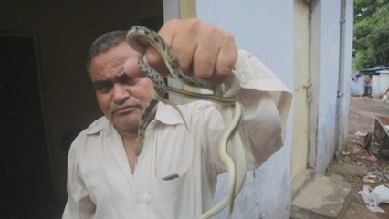 Un "gurú" indio enseña a salvar a las serpientes en vez de matarlas