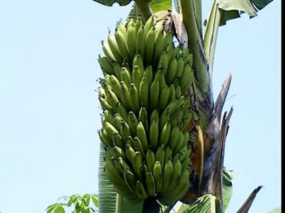 PANEN PISANG AMBON