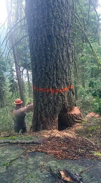 Un arbre se venge contre un bucheron qui est en train de le couper !