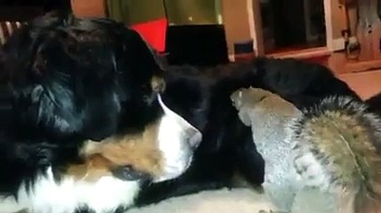 Squirrel Tries to Bury His Nut in Dog's Fur!