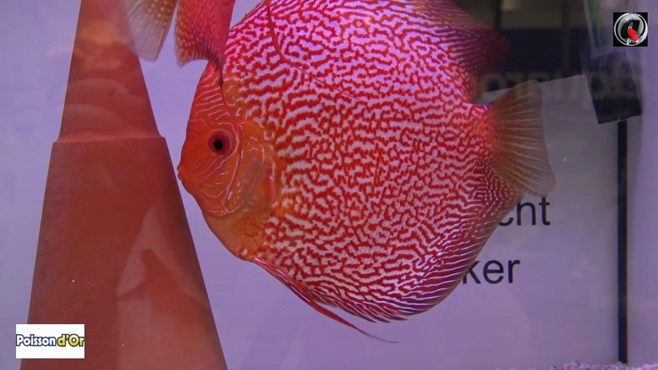 Interzoo 2016 Stendker Discus