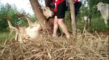 Sauvetage d'une vache coincée entre deux arbres !