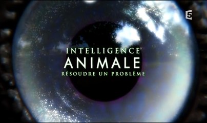 Intelligence Animale - Episode 1 - Résoudre Un Problème