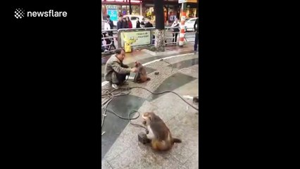 Monkeys try to beat up their owner after he threatens them with a knife
