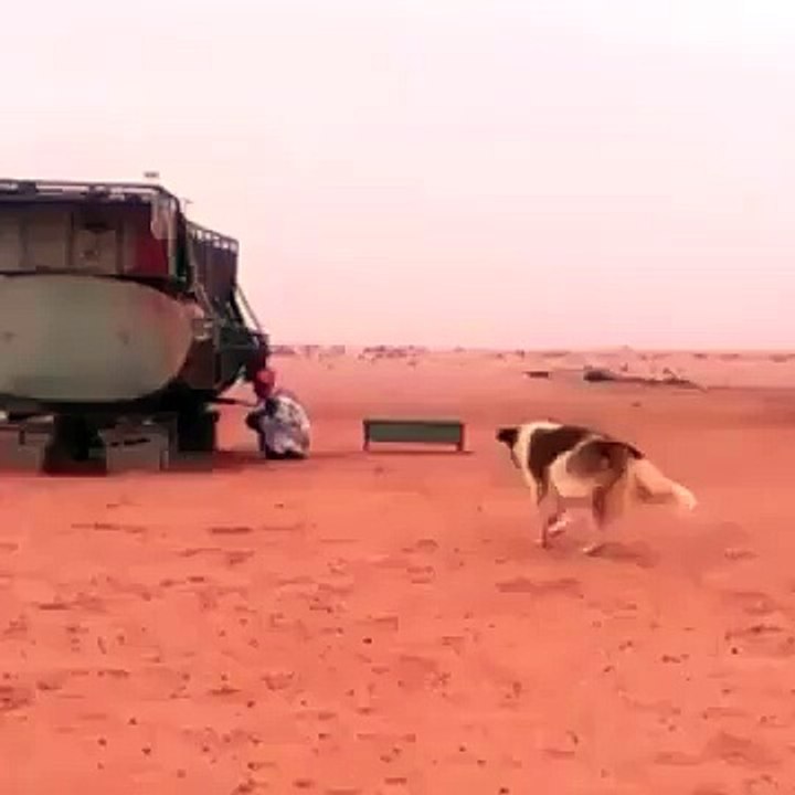very funtastic moment when dog come a  man