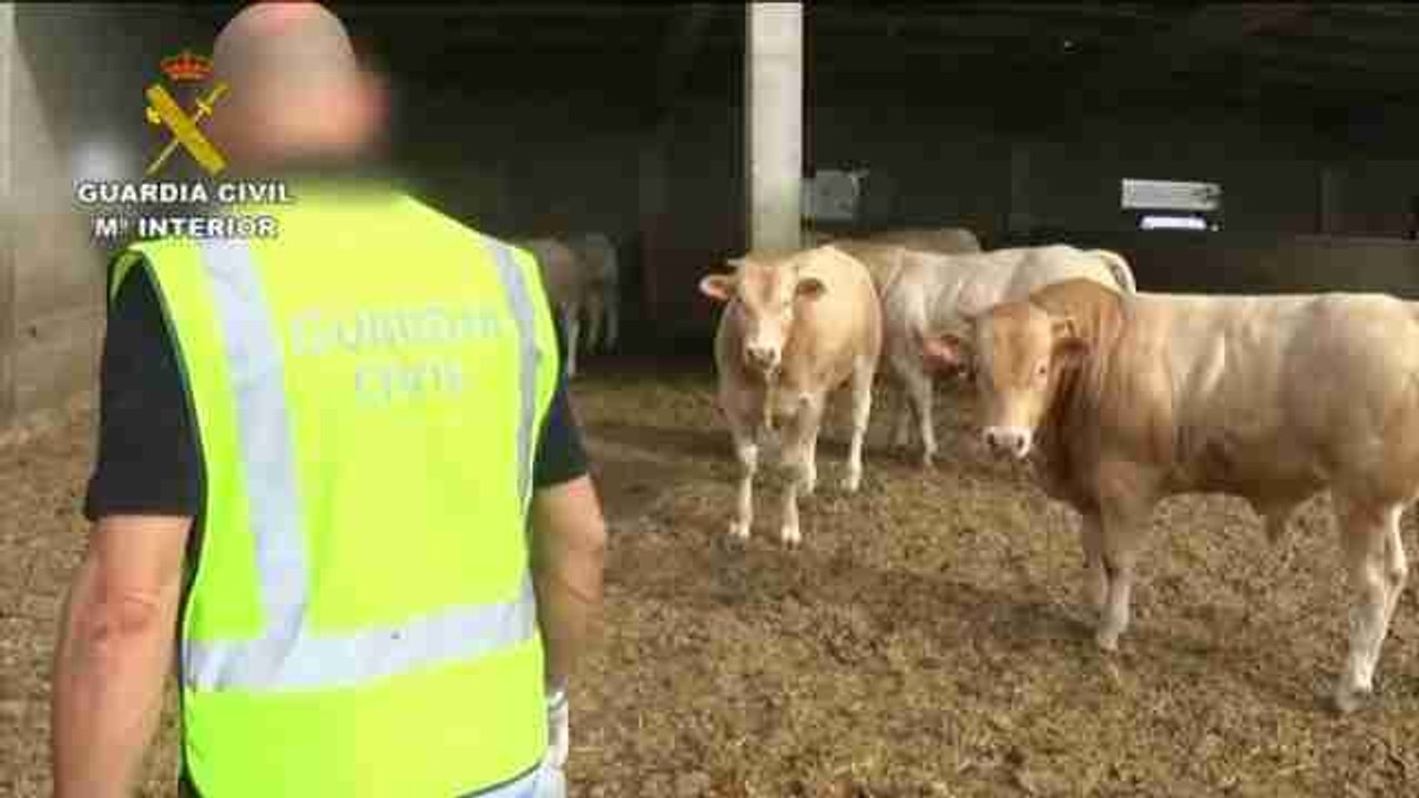 Catorce detenidos por engorde ilegal de ganado en Zaragoza, Huesca y Lleida