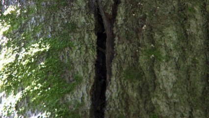 Découverte d'une colonie de barbastelles à Orval