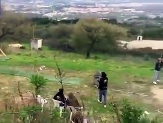 Ce chien sait voler dans les airs, il n'y a aucun doute !