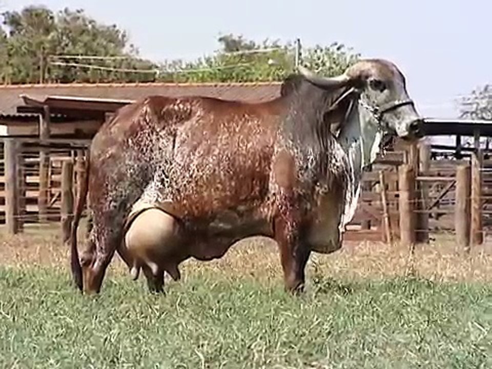 World Biggest Cow Milk feeding|NoneTV