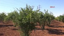 Şanlıurfa Bahçede Toplanan Organik Meyveler Yoksula Dağıtıyor