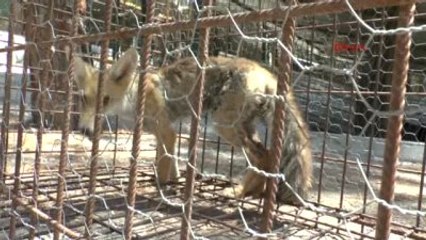 Antalya Yaralı Yavru Tilki Tedaviye Alındı
