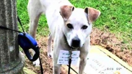 Elle trouve un chien près de son van avec un mot autour du cou, découvrez ce qui est inscrit... (vidéo)