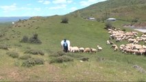 Kaval Eşliğinde Koyunlarını Otlatıyor