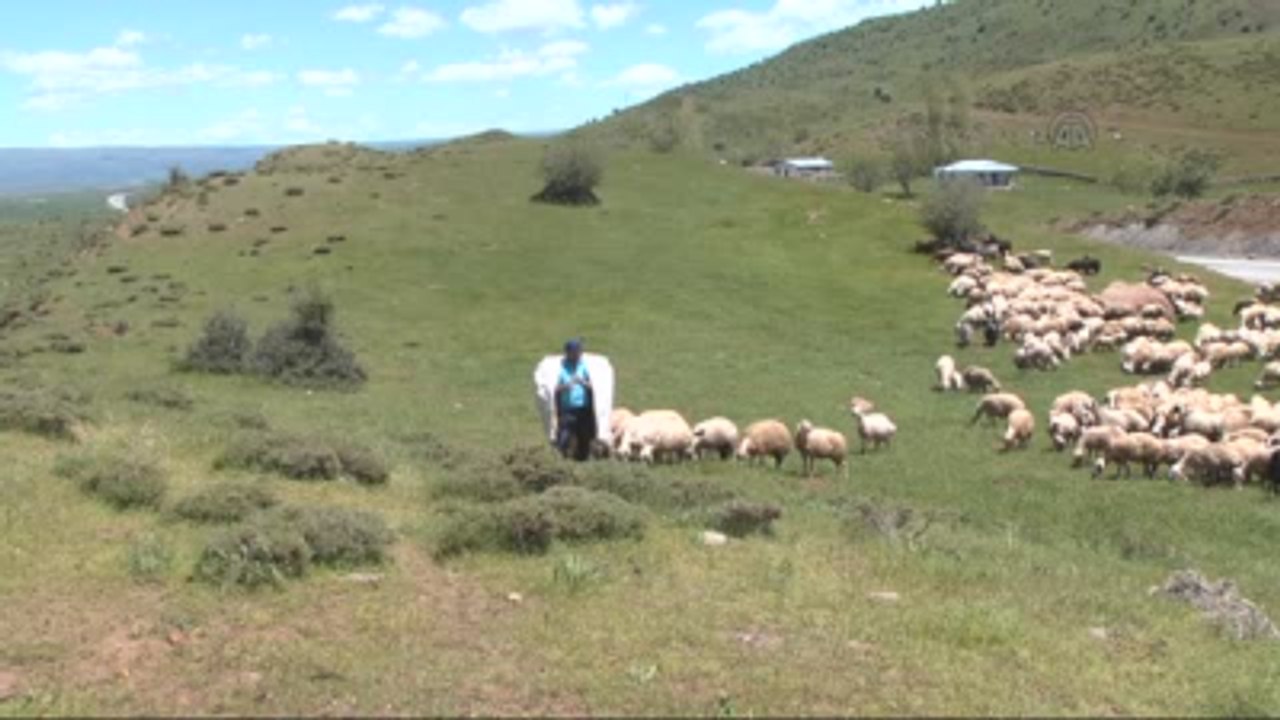 Kaval Eşliğinde Koyunlarını Otlatıyor