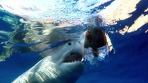 Stunning close-up footage of great white sharks feeding underwater