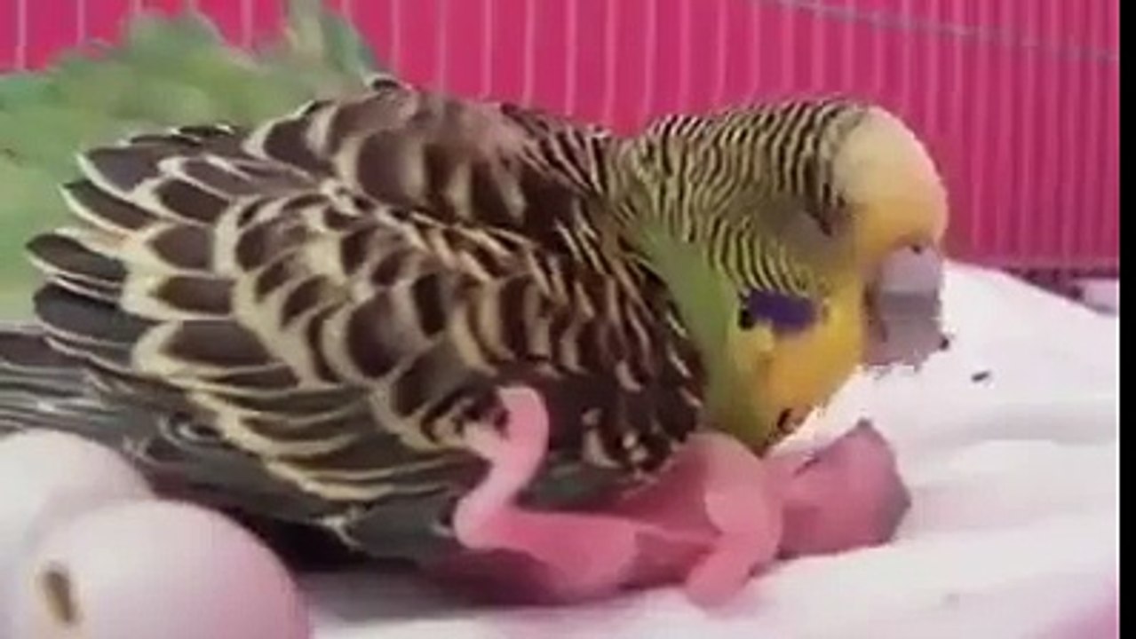سبحان اللہ ماں آخر بھی ماں ھوتی ھے.دیکھو بچے کیساتھ کتنی محنت کرتی ھے