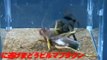 Animal Fights - Sia Ferox kill Black Australian Spider
