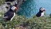 Welsh puffin colony thrives due to perfect weather conditions