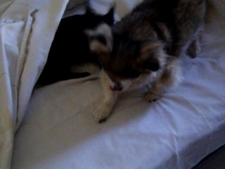 Lily et Onyx qui se réveillent