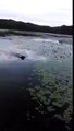 Hero dog saves baby bird from drowning in lake!