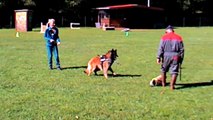 Just a belieber des canis du Brabant - 20 mois - 1ers essais au mordant (RCI)