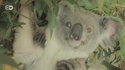 Conheça o coala Bowie