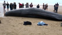 Stranded sperm whale washes up on Cornish beach